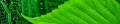 Eco.jpg